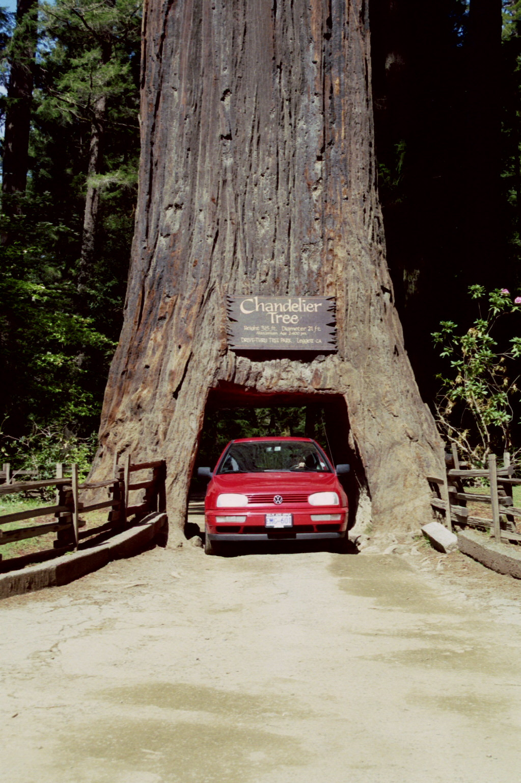 Oregon - Chandelier Tree - very old, still standing and well known globally